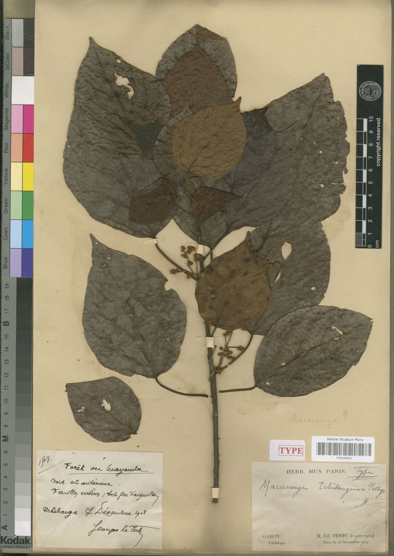 Macaranga tchibangensis — houseplant care guide