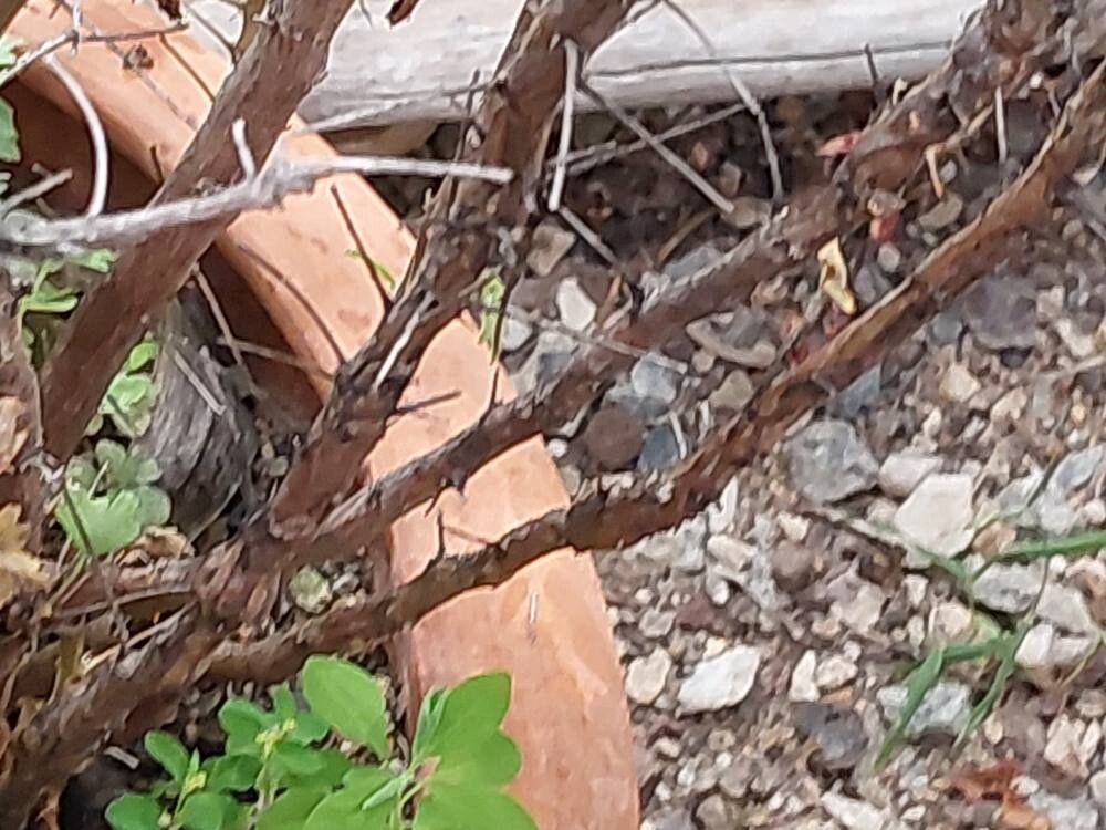 Pelargonium otaviense bark