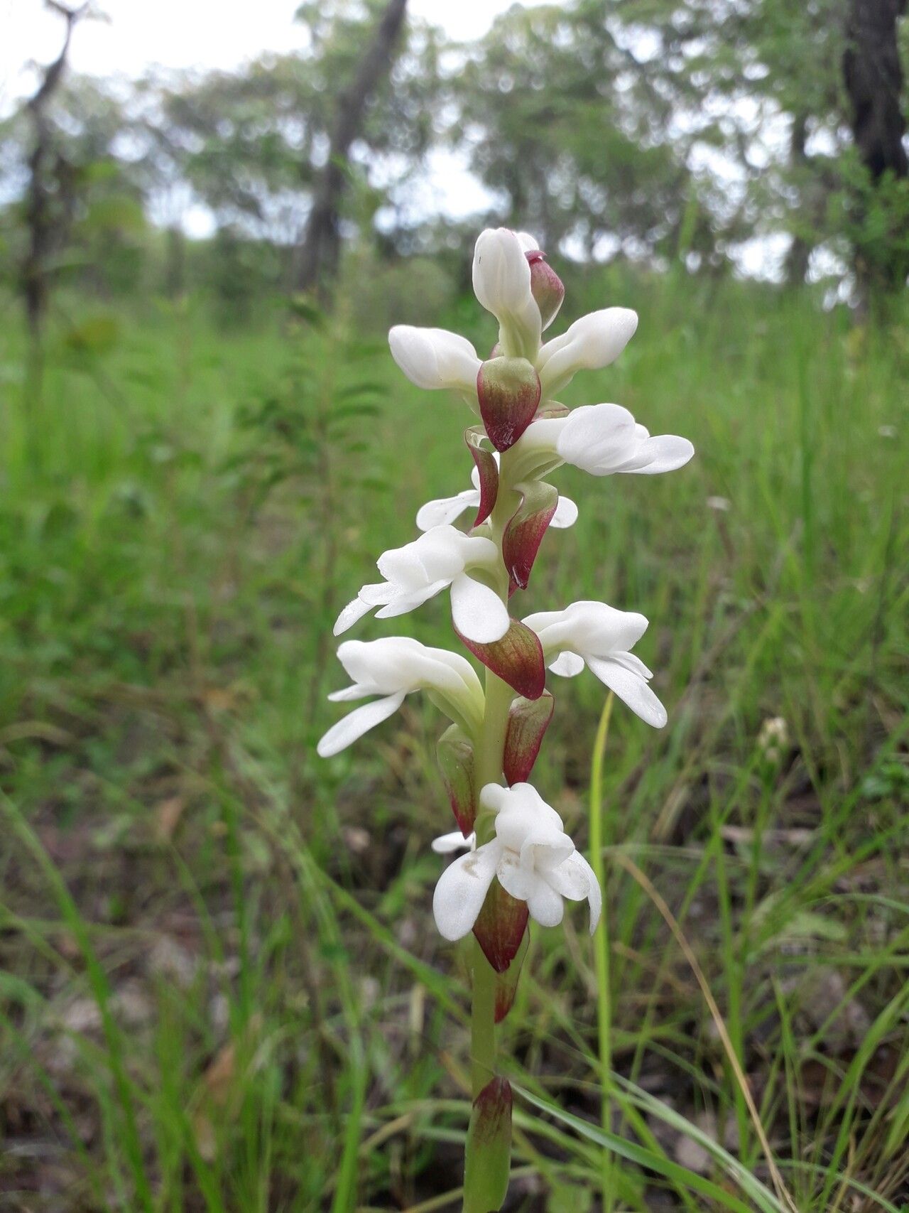 Satyrium carsonii flower