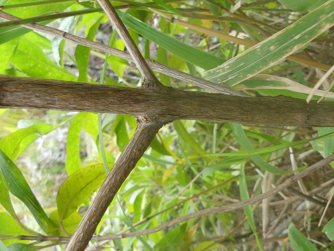 Nuxia pseudodentata bark