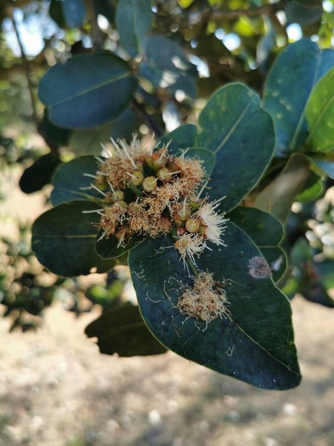 Syzygium cordatum flower