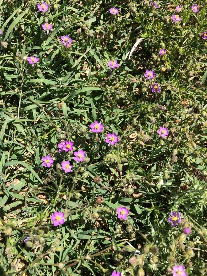 Sabatia campestris flower