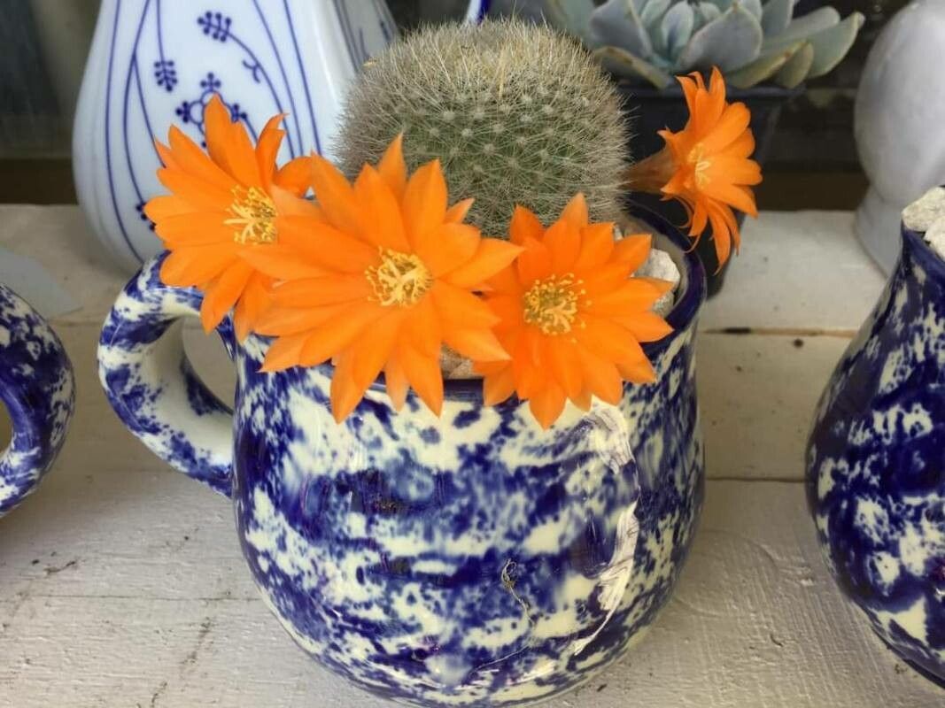 Aylostera fiebrigii — houseplant care guide