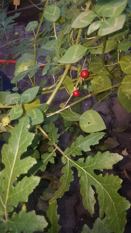 Solanum lanceifolium — houseplant care guide