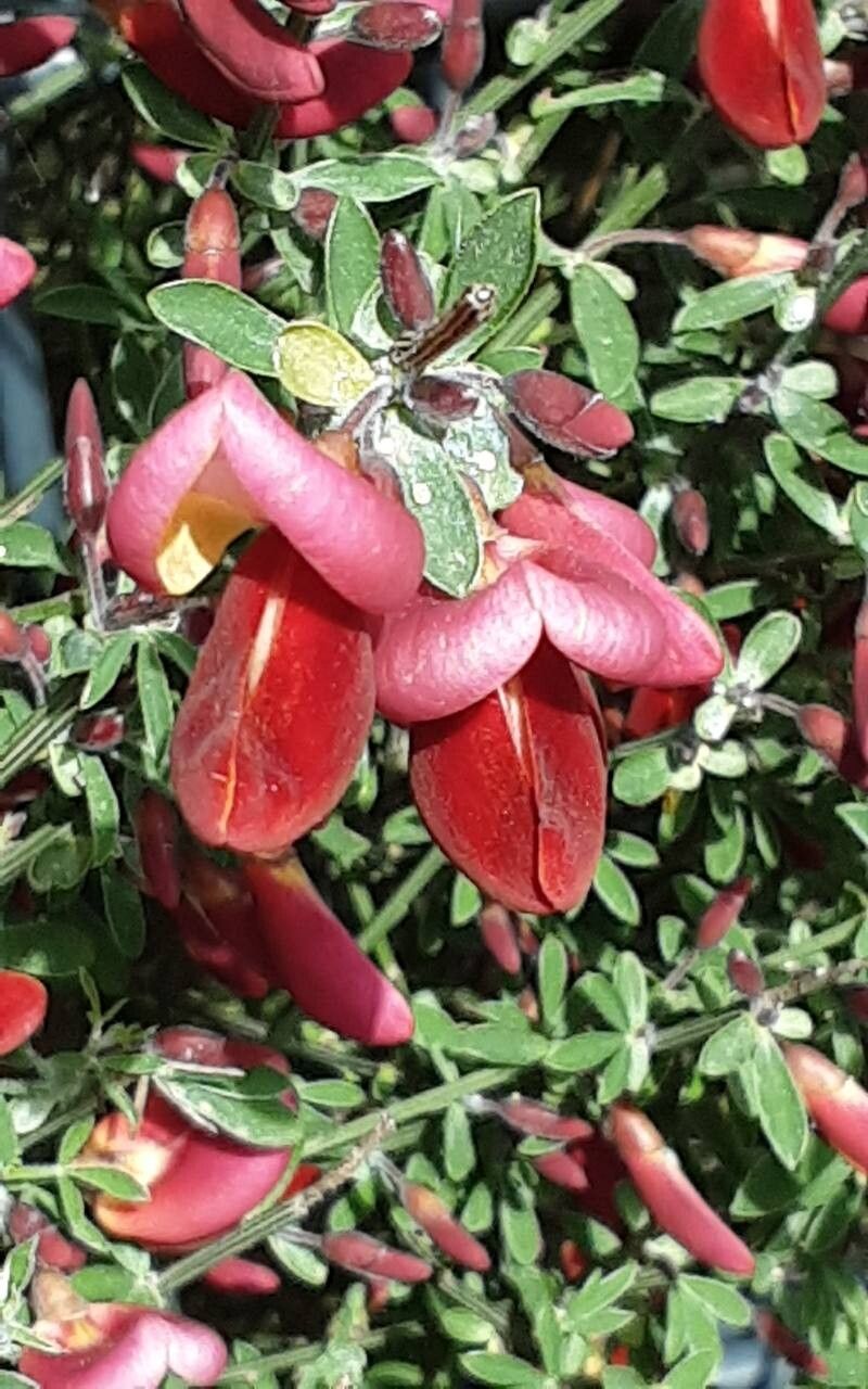 Cytisus × dallimorei flower
