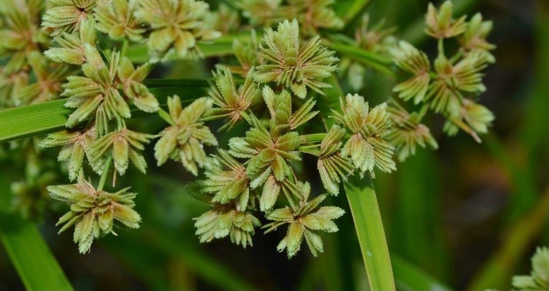Cyperus virens — search result for 'Cyperus'