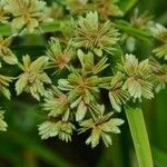 Cyperus virens