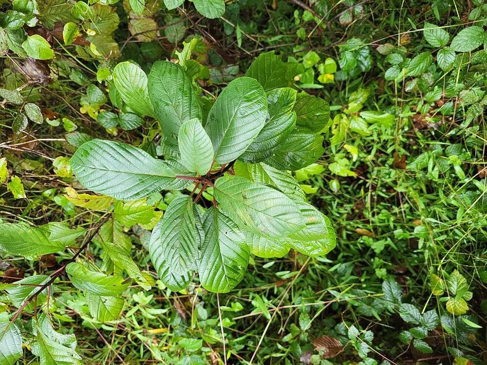 Rhamnus fallax — search result for 'Rhamnus'