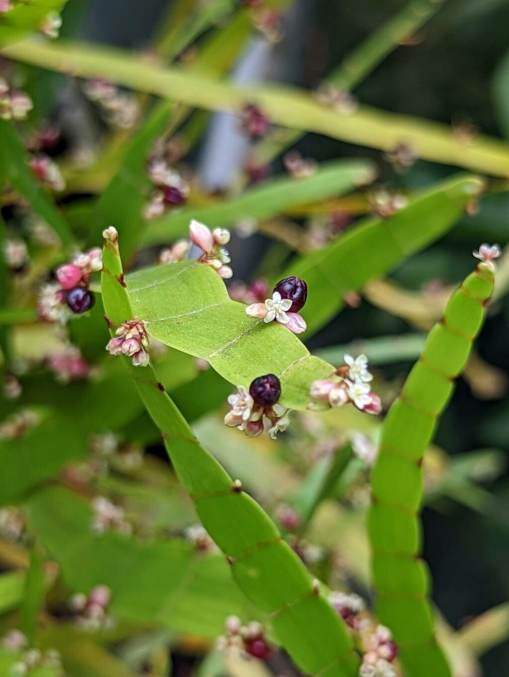Muehlenbeckia platyclada flower