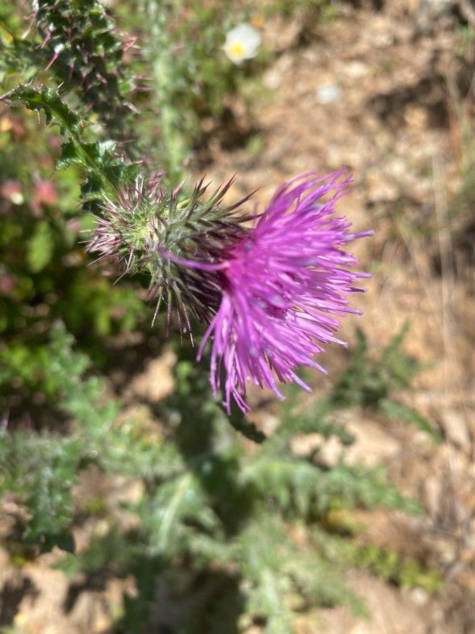 Carduus litigiosus flower