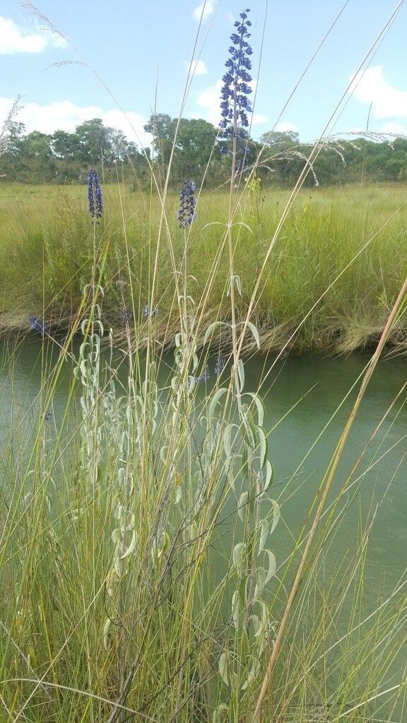 Coleus mirabilis — search result for 'Mirabilis'