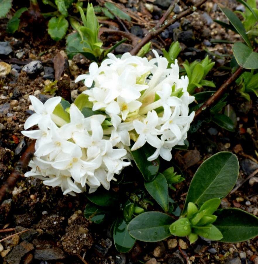 Daphne blagayana fruit
