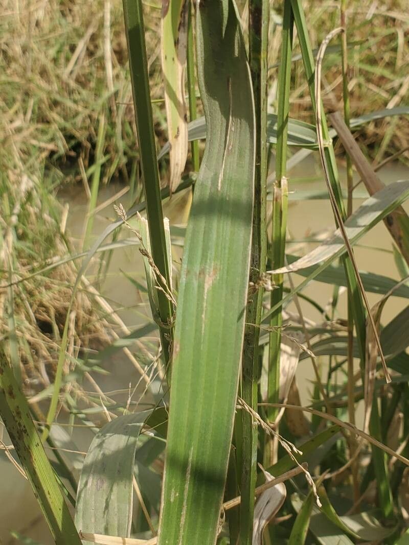 Fuirena umbellata leaf