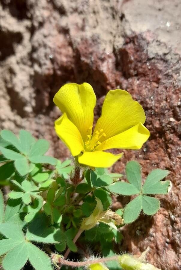 Oxalis conorrhiza flower