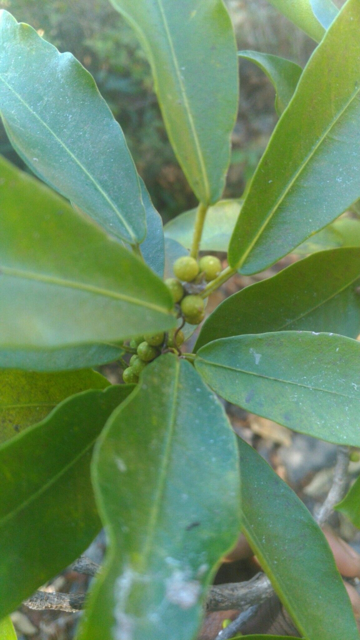 Ficus antandronarum — houseplant care guide