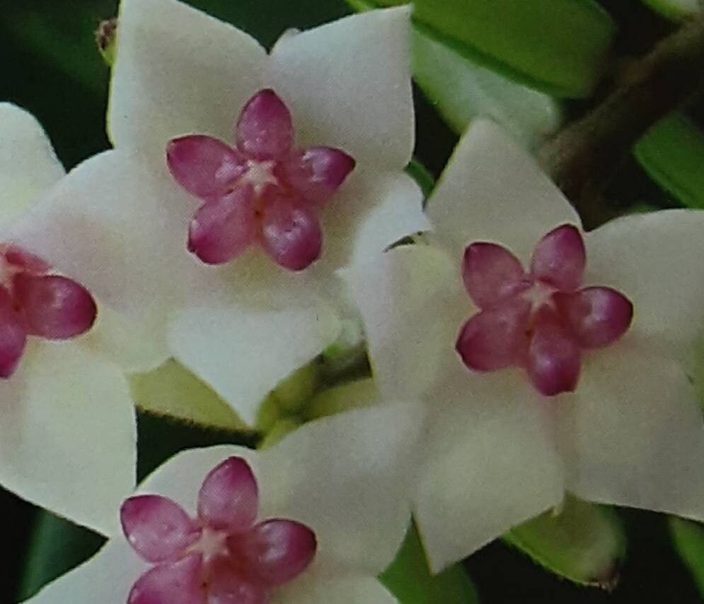 Hoya engleriana flower