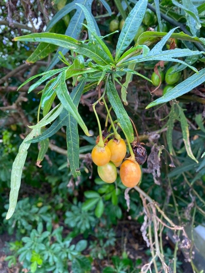 Solanum nudum fruit