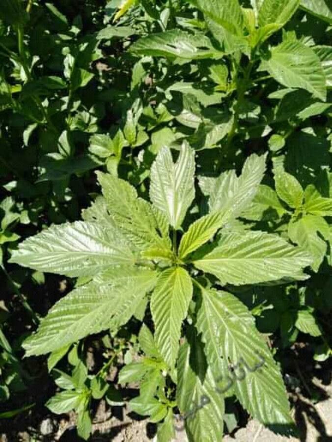 Corchorus olitorius leaf