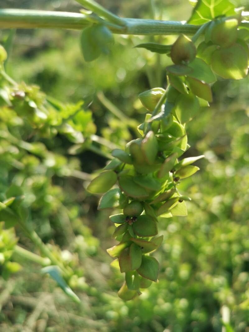 Atriplex micrantha fruit