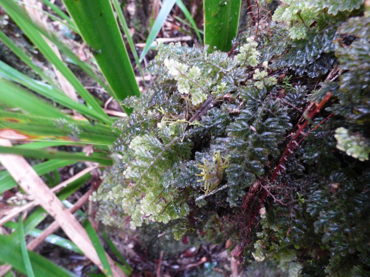 Hymenophyllum hirsutum habit
