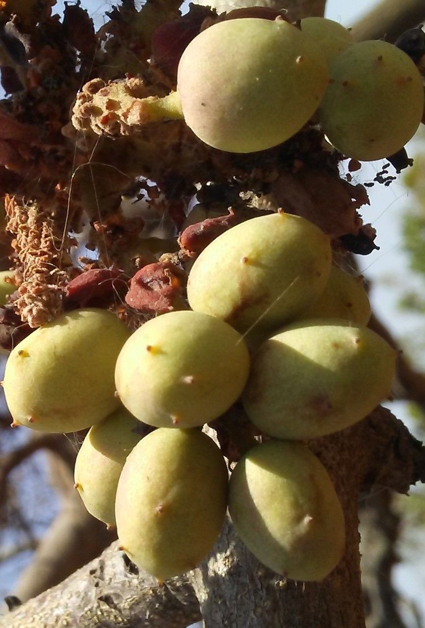 Lannea acida — related species from the same genus