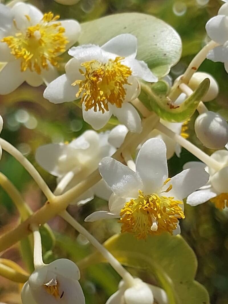 Calophyllum vernicosum flower