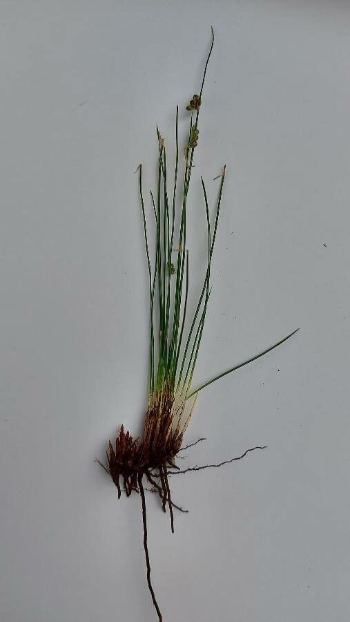 Juncus filiformis leaf