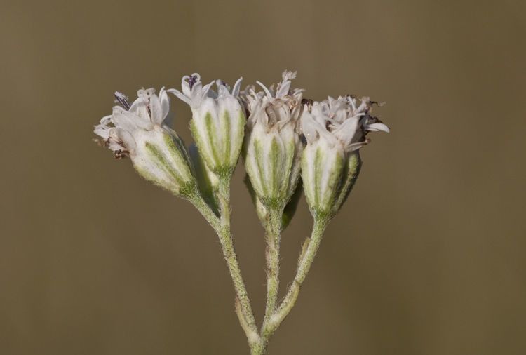 Florestina tripteris flower