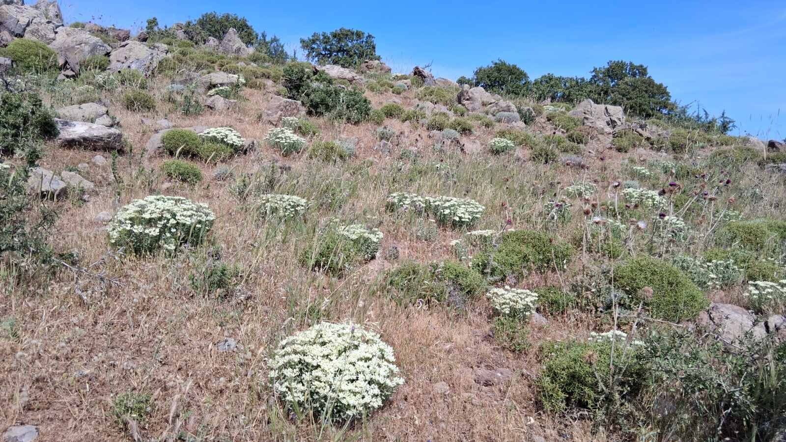 Haplophyllum megalanthum habit