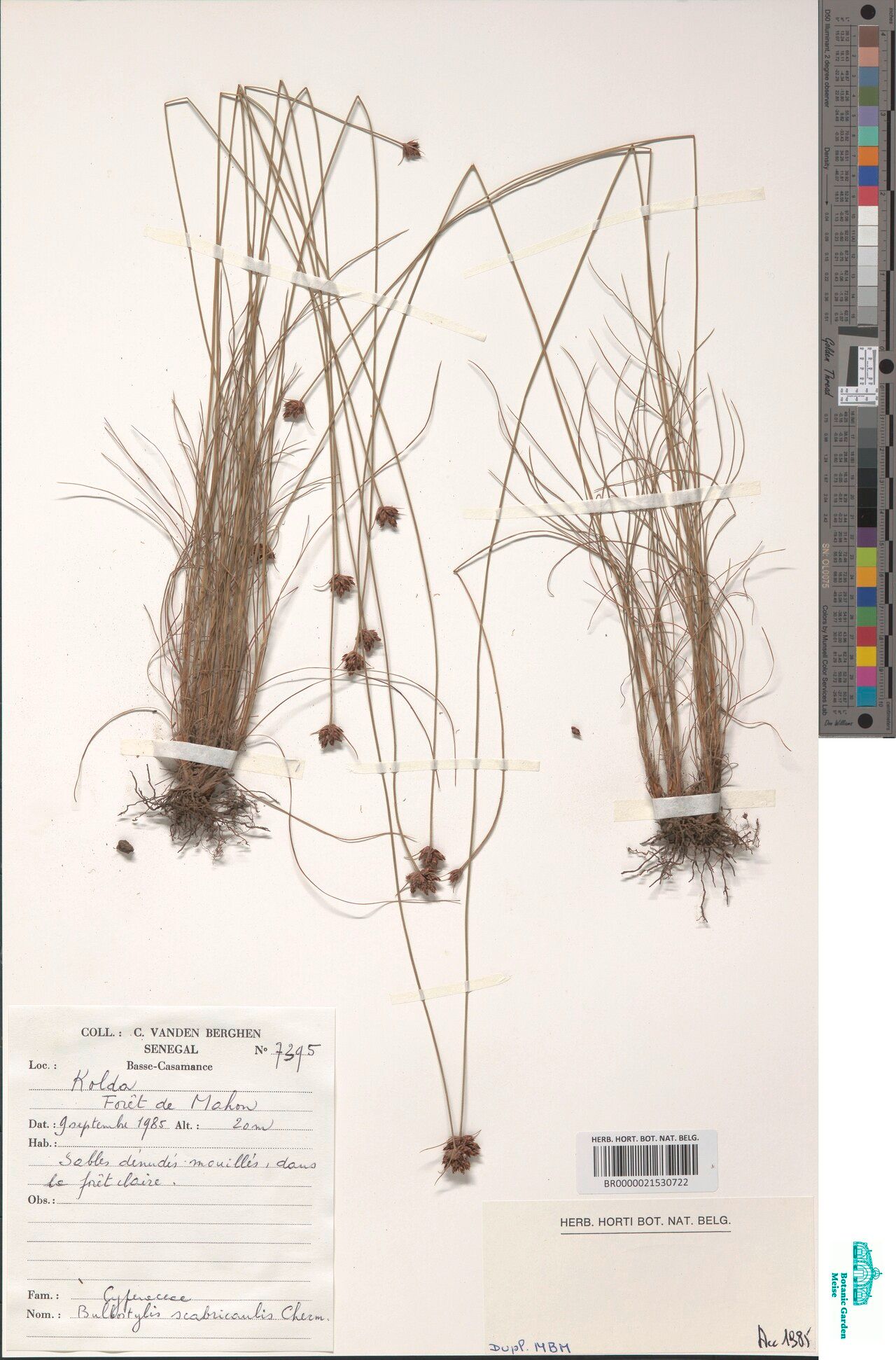 Bulbostylis scabricaulis — houseplant care guide