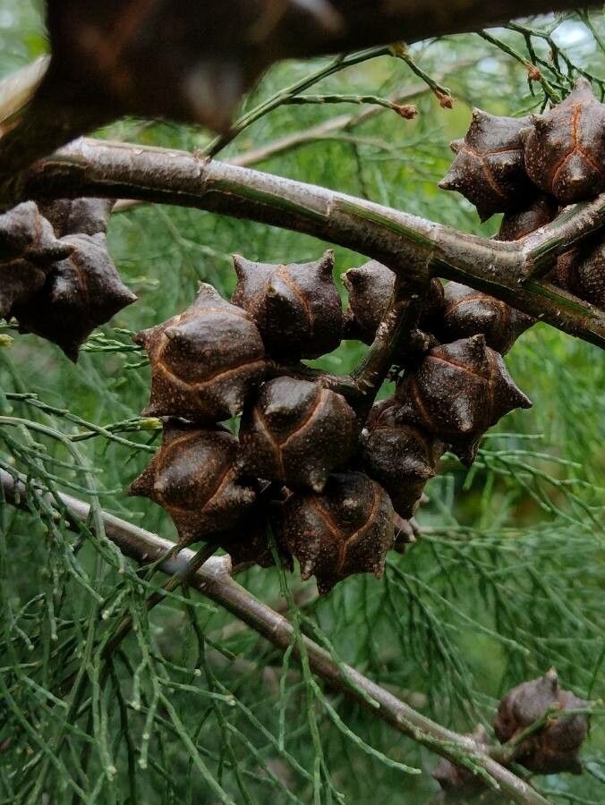Callitris rhomboidea fruit