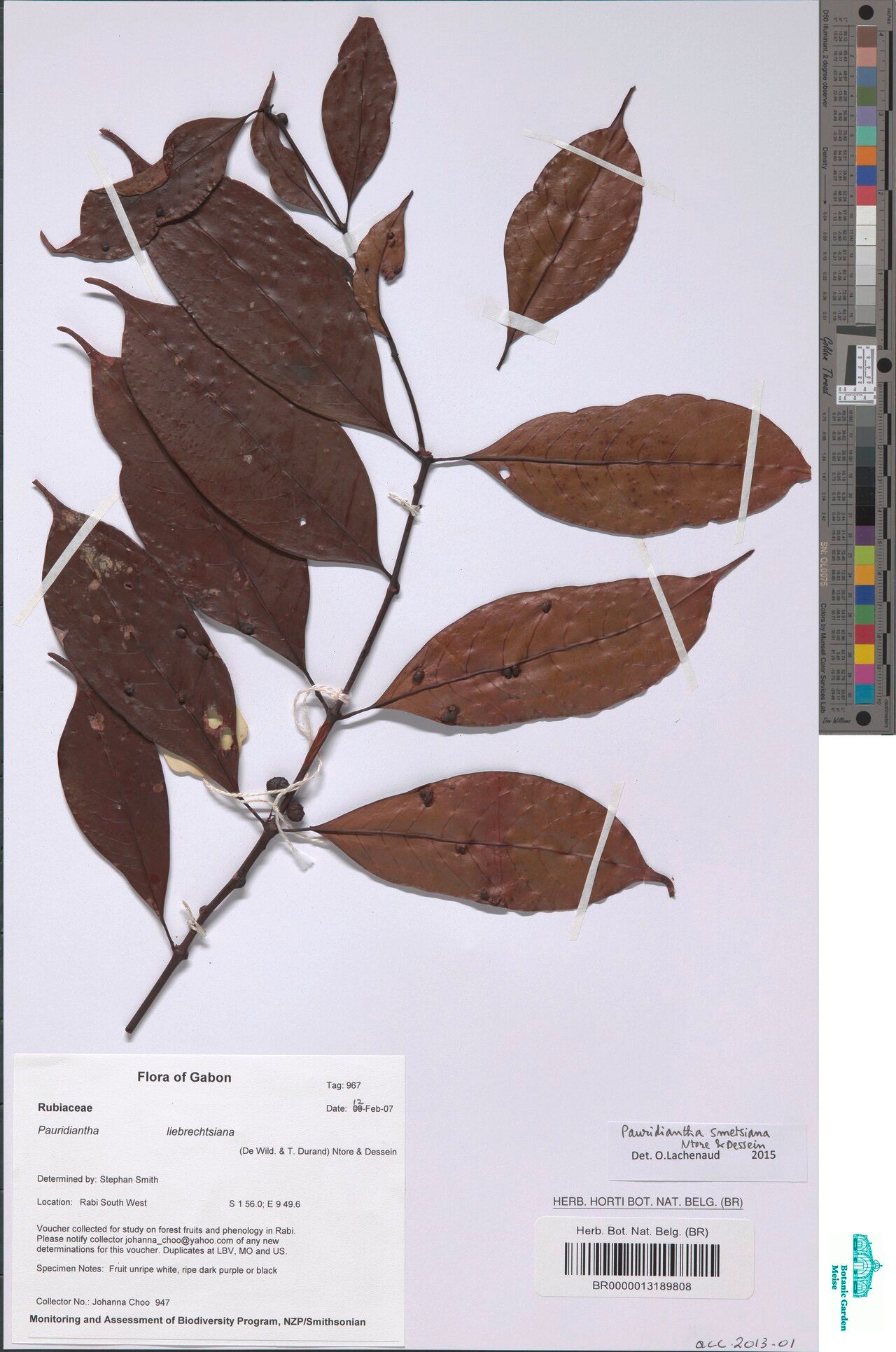 Pauridiantha smetsiana — houseplant care guide