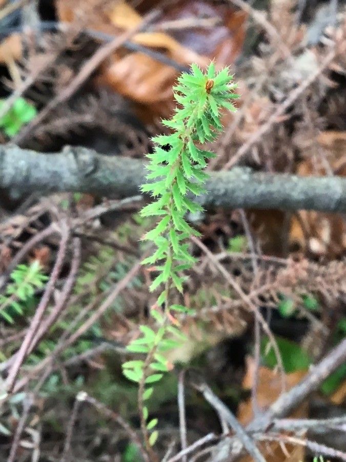 Erica mackaiana — search result for 'Erica'