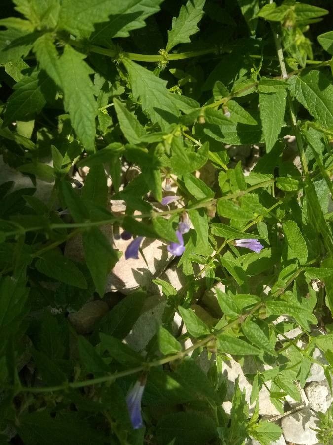 Scutellaria lateriflora habit