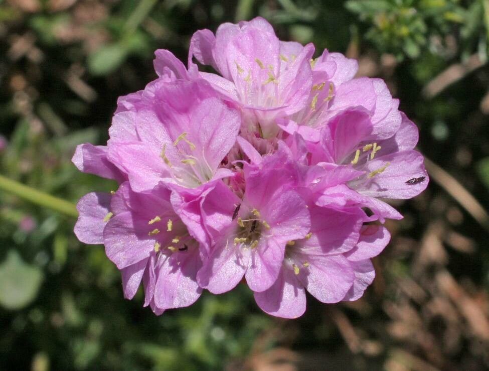 Armeria nebrodensis — houseplant care guide