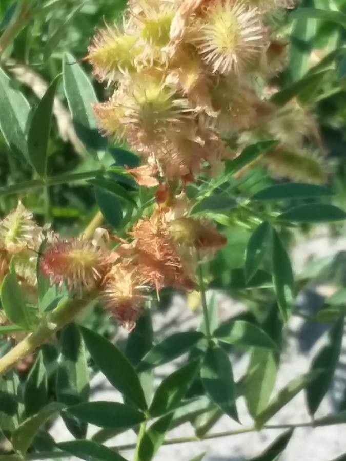 Glycyrrhiza lepidota flower