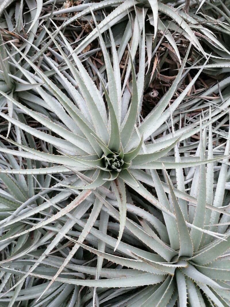 Puya venusta — search result for 'Puya'