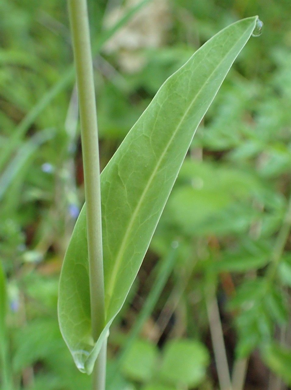 Turritis brassica leaf