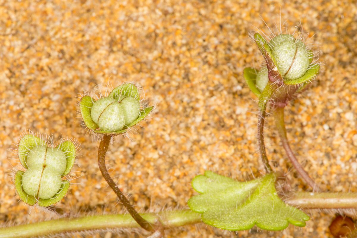 Veronica cymbalaria fruit