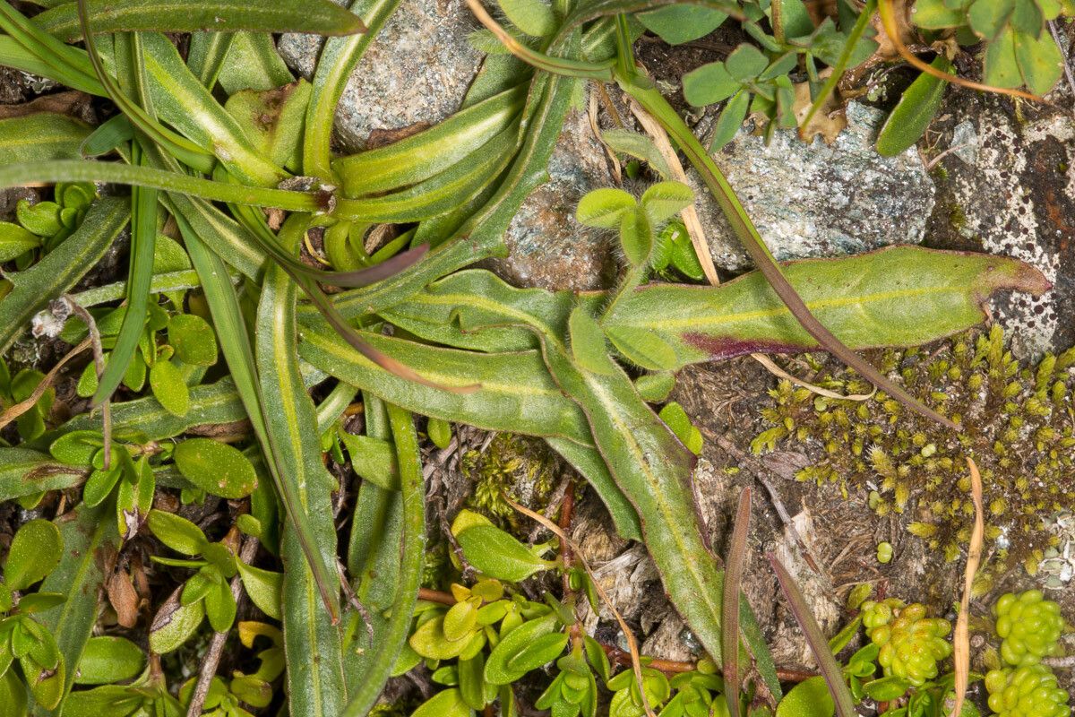 Tolpis staticifolia leaf