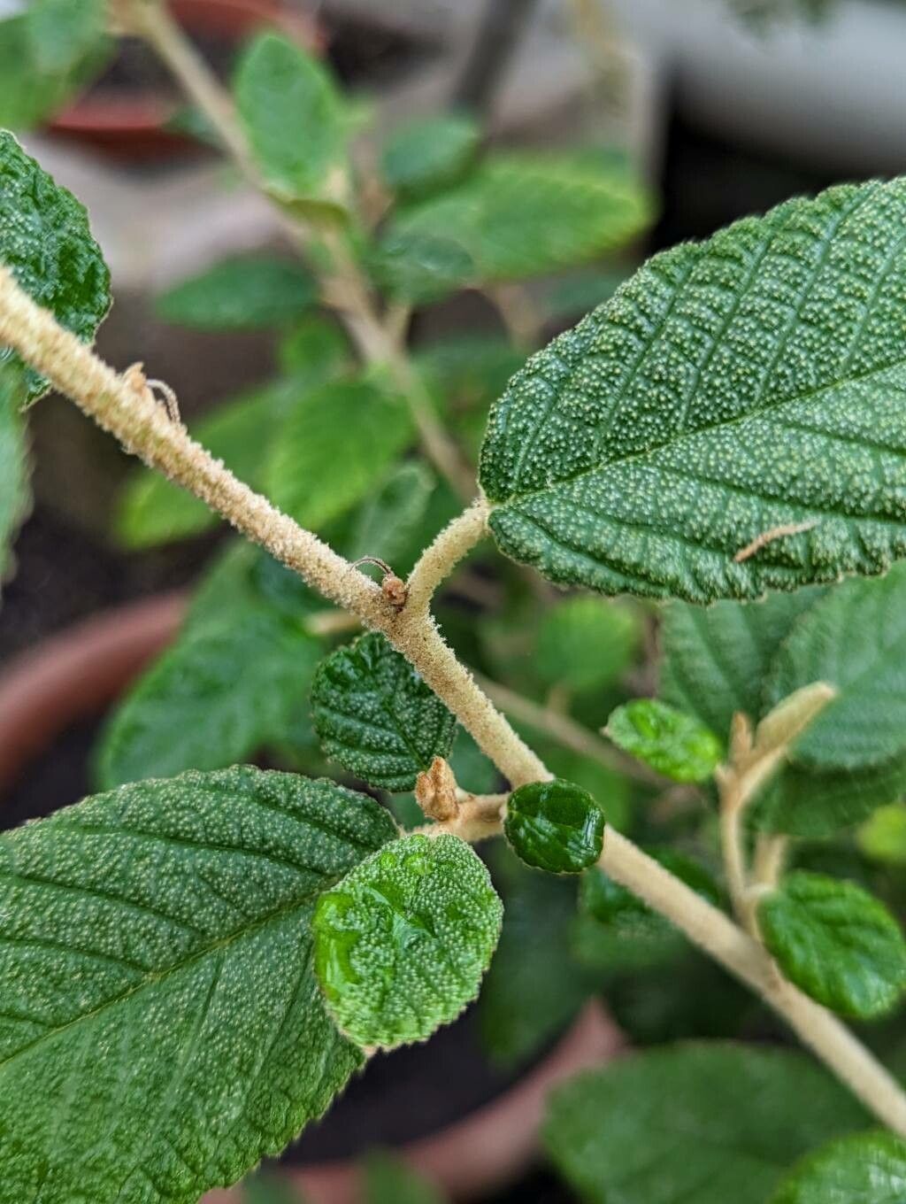 Pomaderris racemosa bark