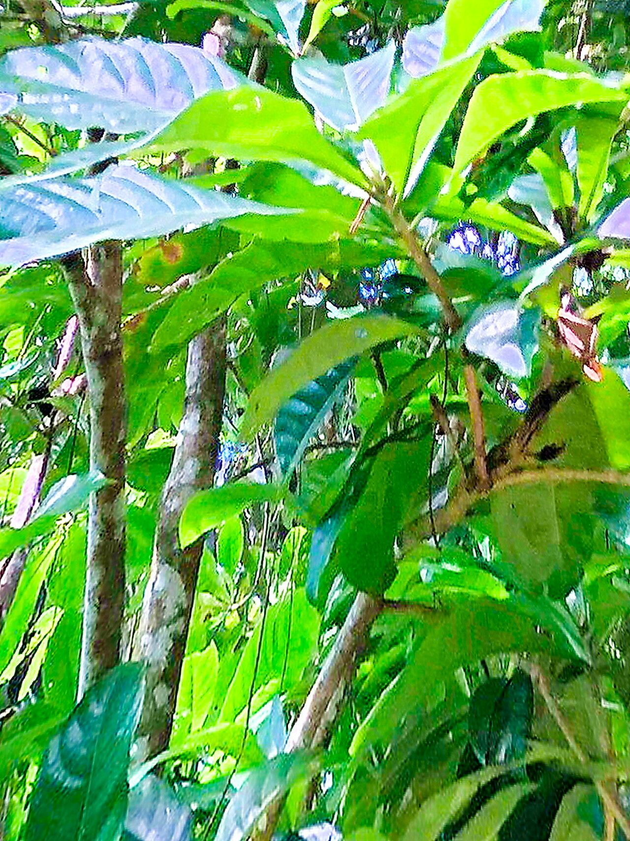 Barringtonia samoensis — houseplant care guide