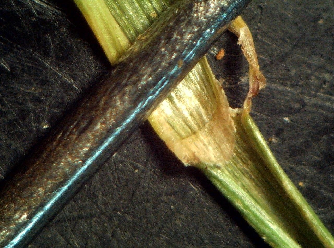 Agrostis × dimorpholemma — houseplant care guide