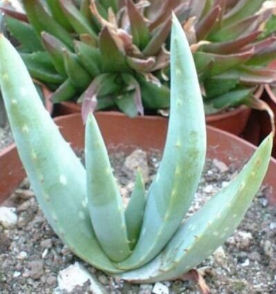 Aloe elegans — houseplant care guide