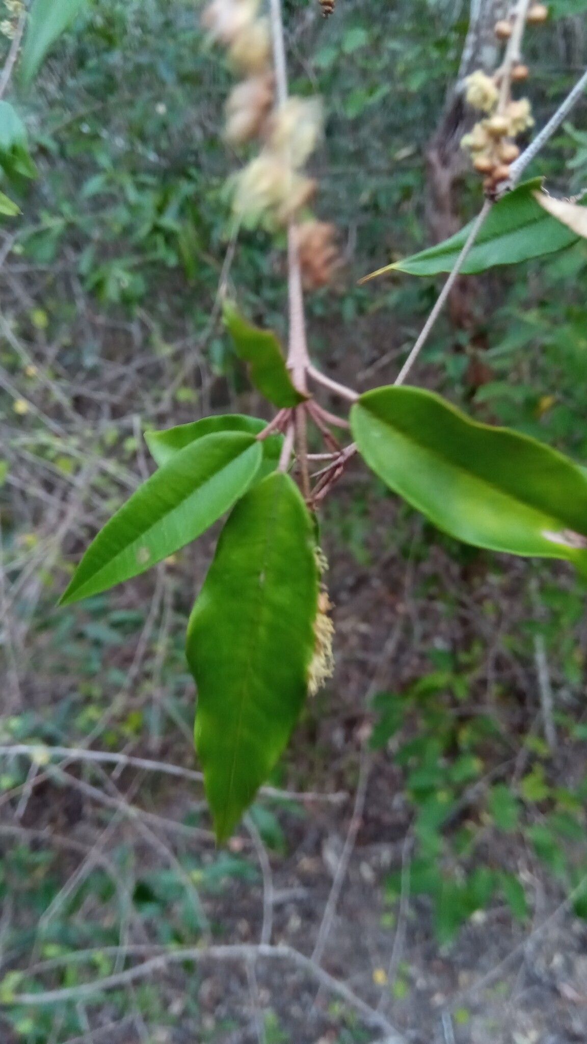 Croton antanosiensis — houseplant care guide