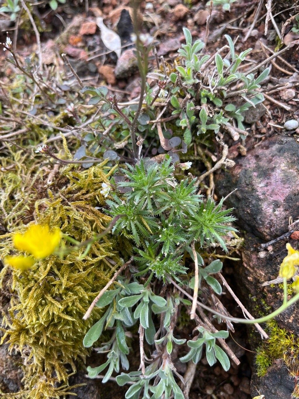 Draba paysonii — houseplant care guide