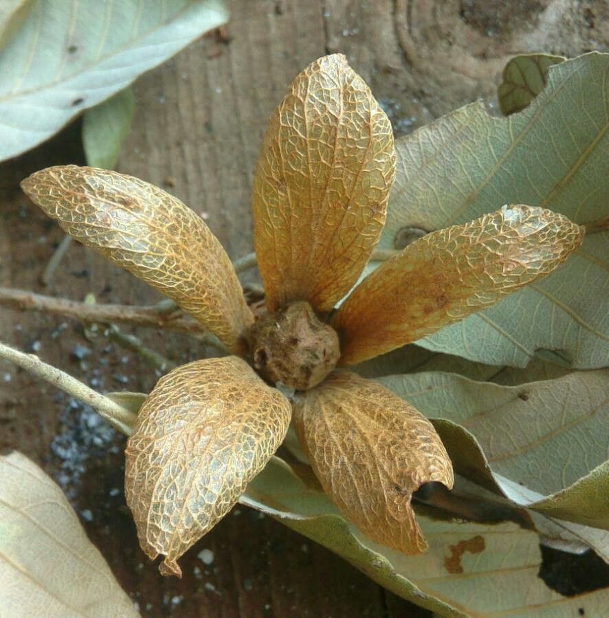 Pterocarpus angolensis flower