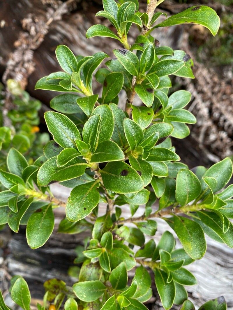 Coprosma menziesii — houseplant care guide