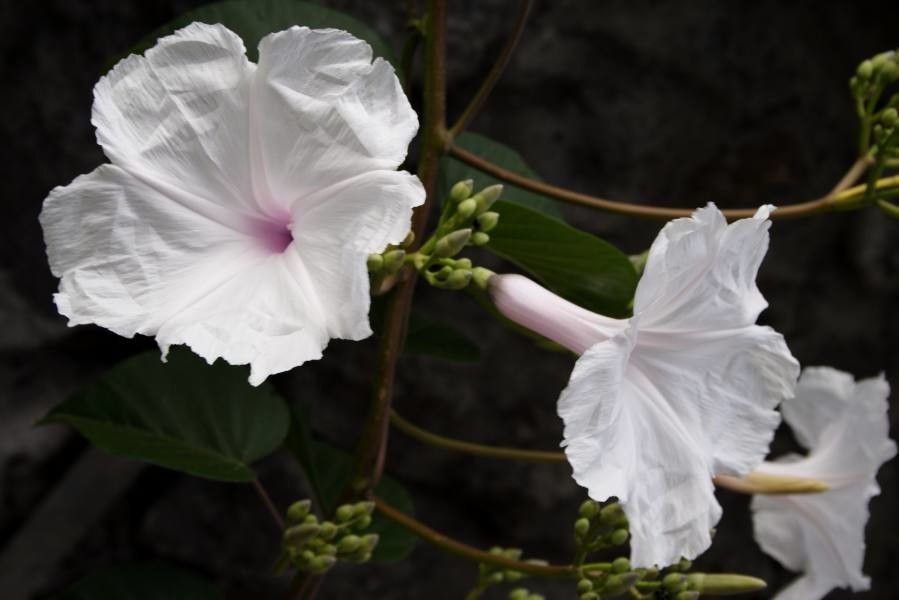 Ipomoea carnea flower