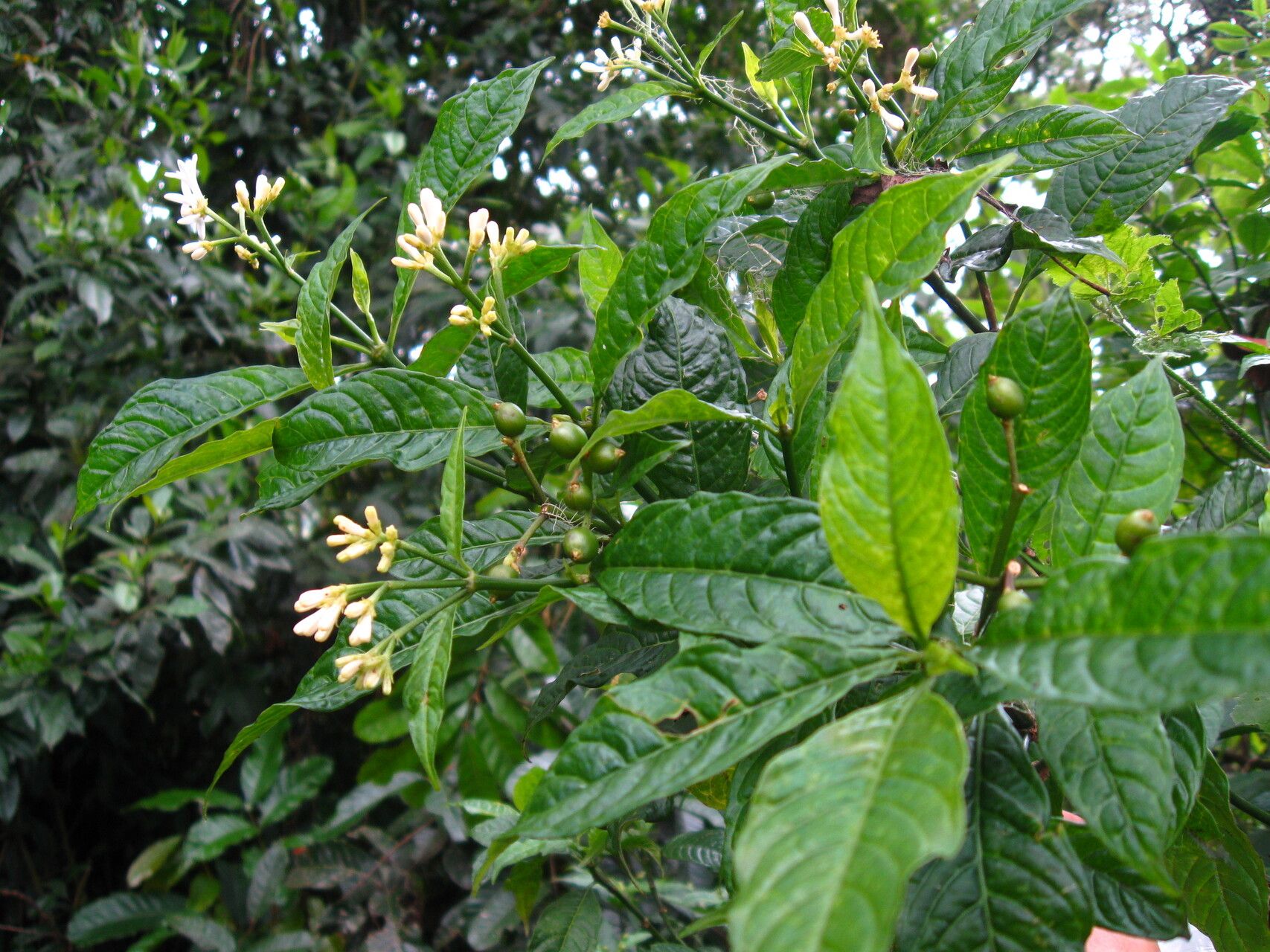 Chassalia laikomensis — houseplant care guide